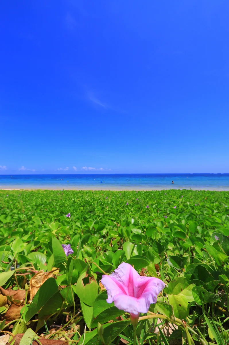 投稿写真：昼顔と海