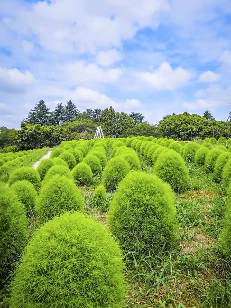 投稿写真：盛夏の昭和記念公園~グリーンコキア
