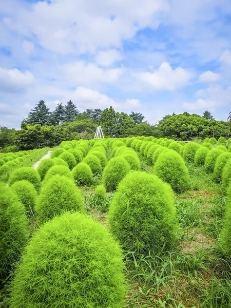 投稿：盛夏の昭和記念公園~グリーンコキア