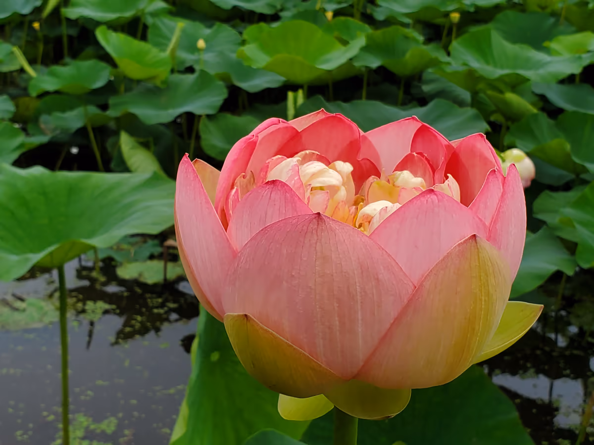 投稿写真：蓮の花
