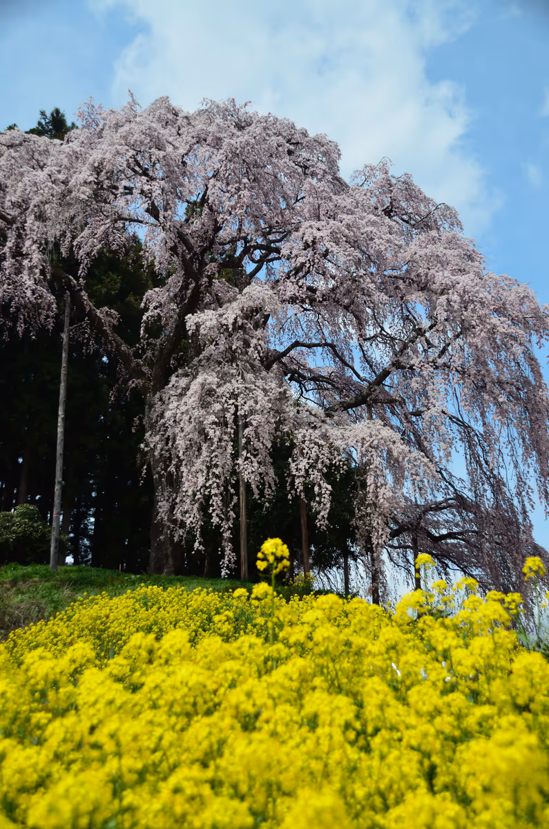 投稿写真：合戦場の枝垂桜