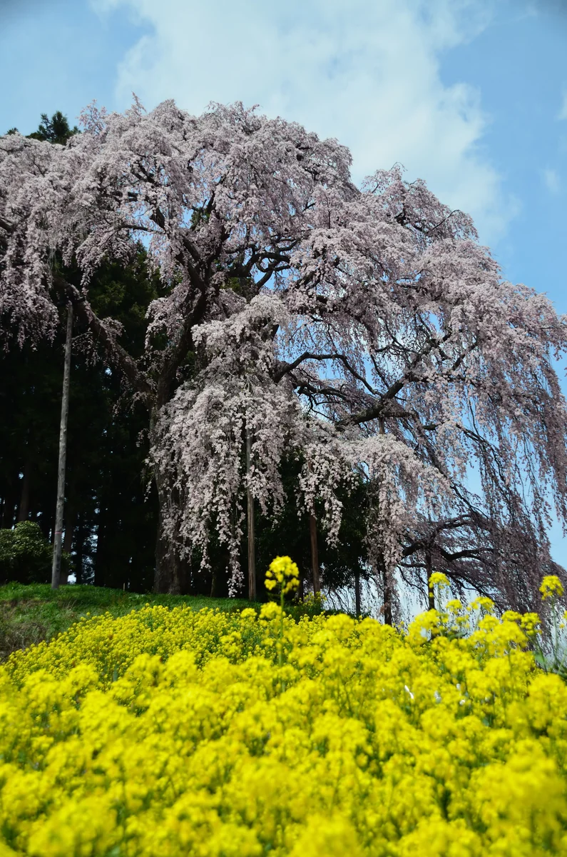 投稿写真：合戦場の枝垂桜