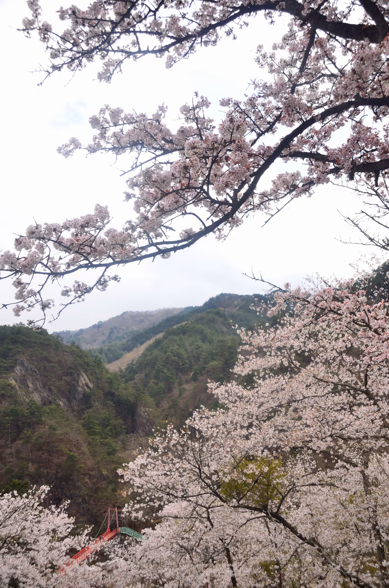投稿写真：矢祭山　桜