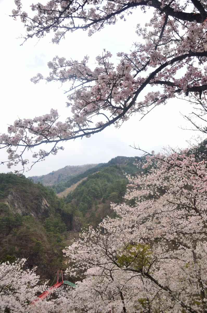 投稿写真：矢祭山　桜