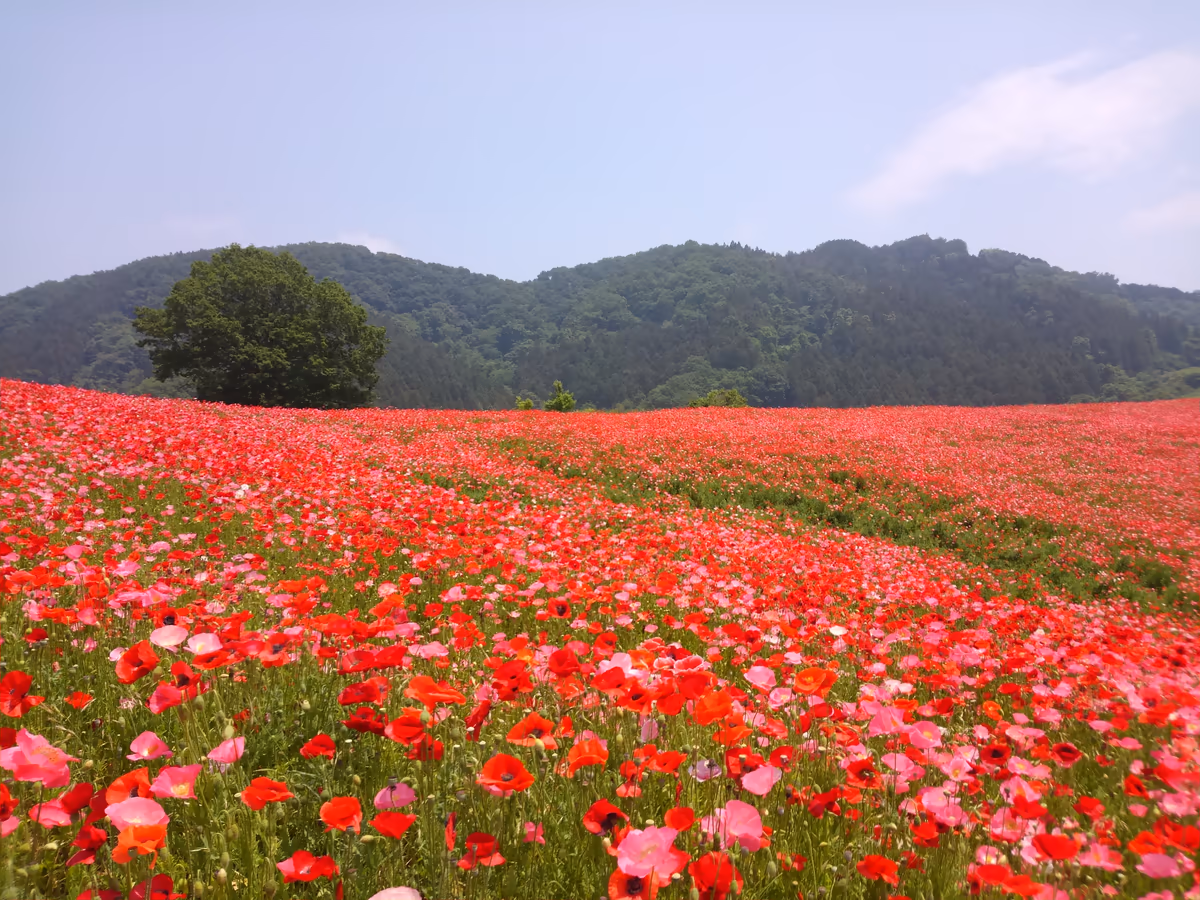 投稿写真：秩父高原牧場