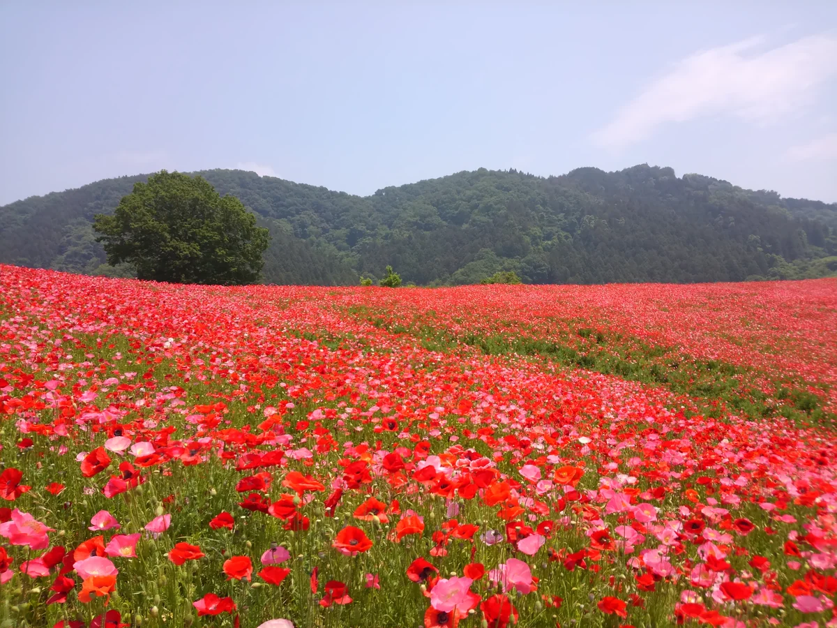投稿写真：秩父高原牧場