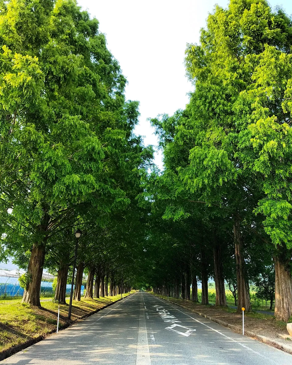 投稿写真：メタセコイア並木