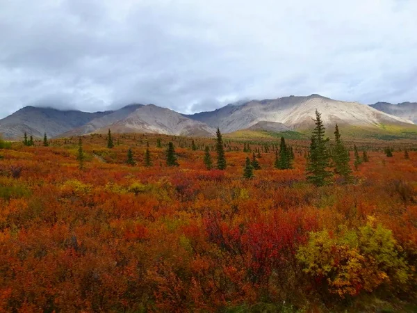 投稿：デナリ国立公園
