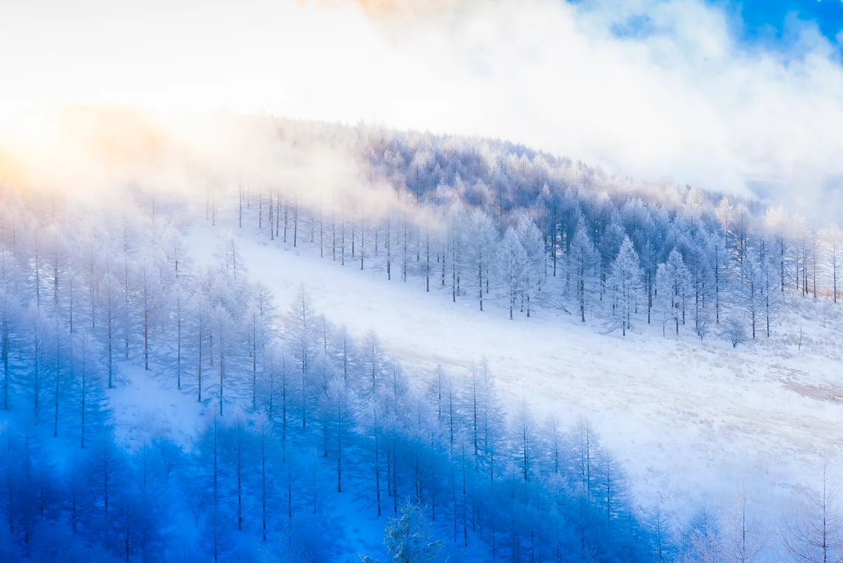 投稿写真：霧ヶ峰高原のカラマツ霧氷