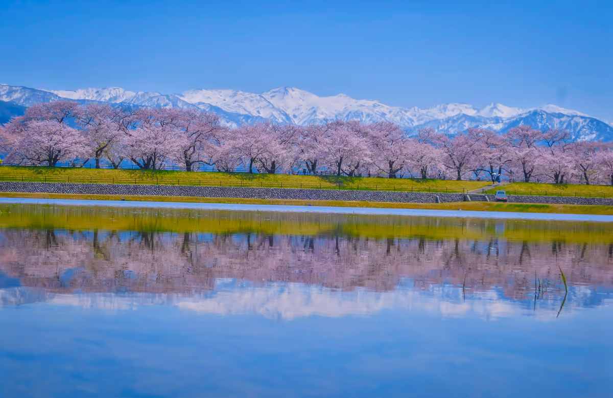投稿写真：残雪の北アルプスと桜並木のリフレクション