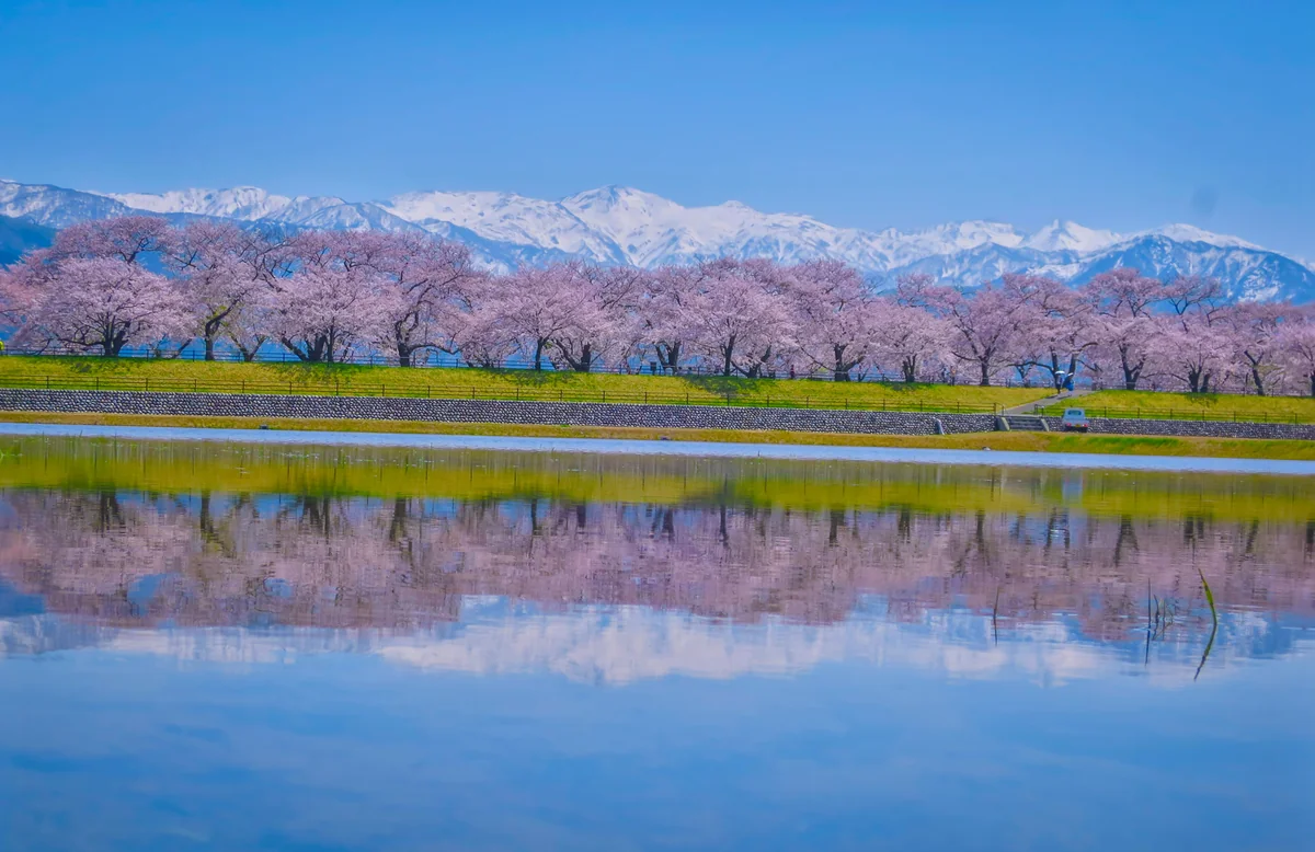 投稿写真：残雪の北アルプスと桜並木のリフレクション