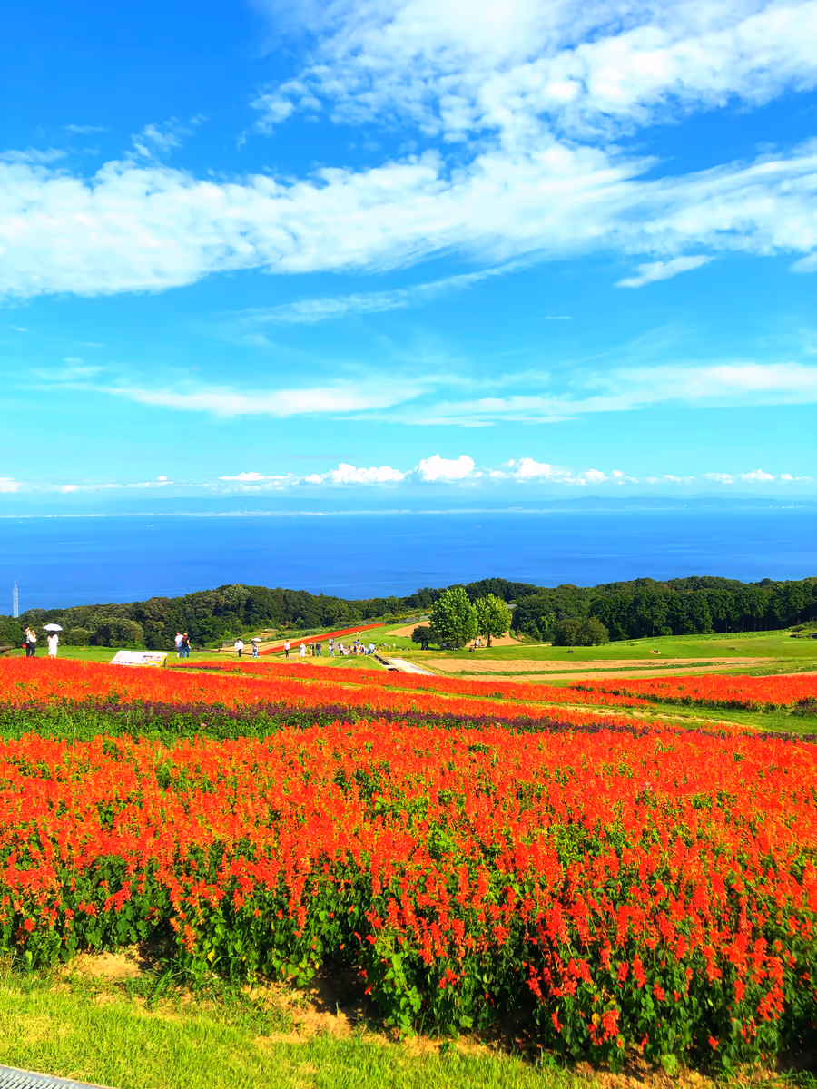 投稿写真：淡路島花さじき🌼