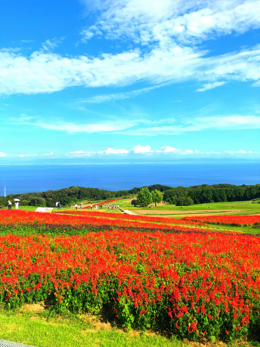 投稿写真：淡路島花さじき🌼