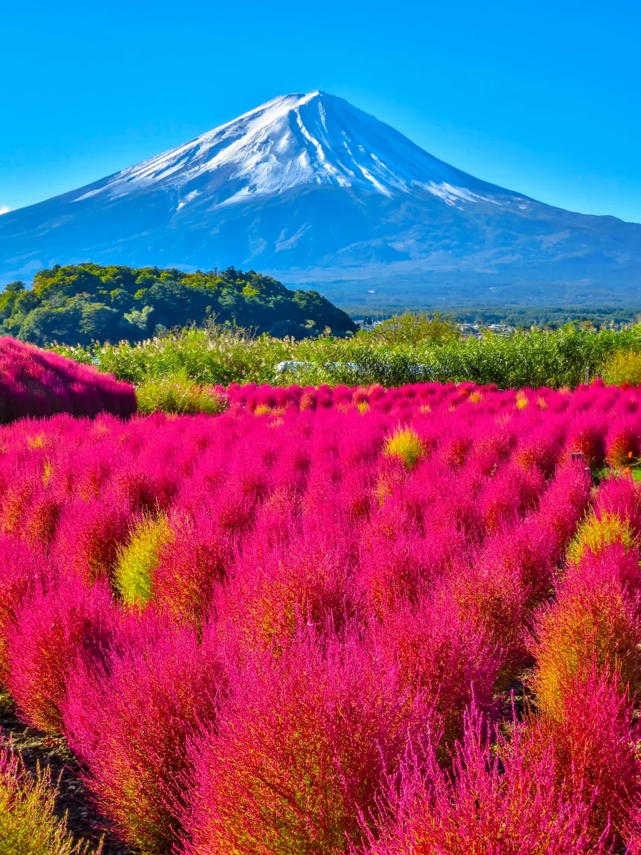 投稿写真：色づいたコキアと冠雪富士