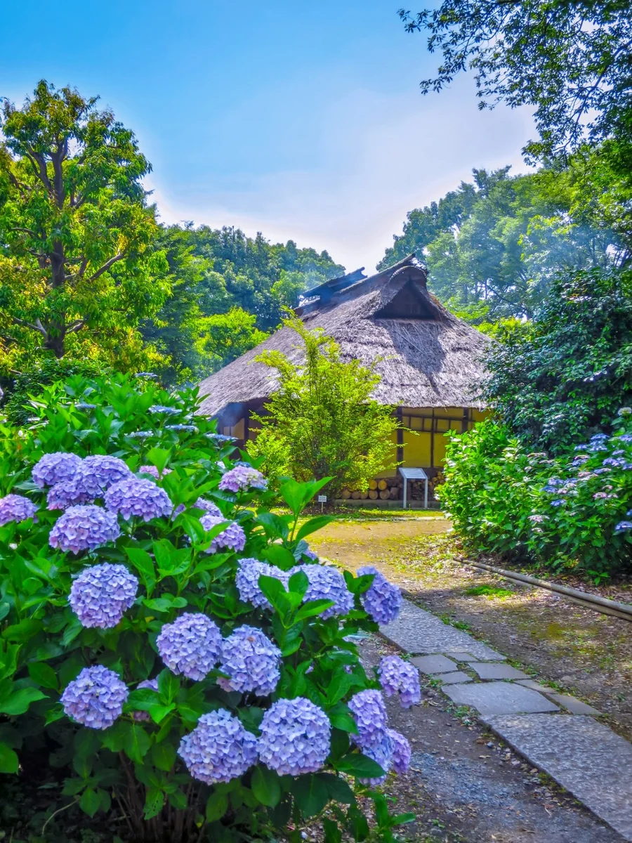 投稿写真：あじさいと古民家