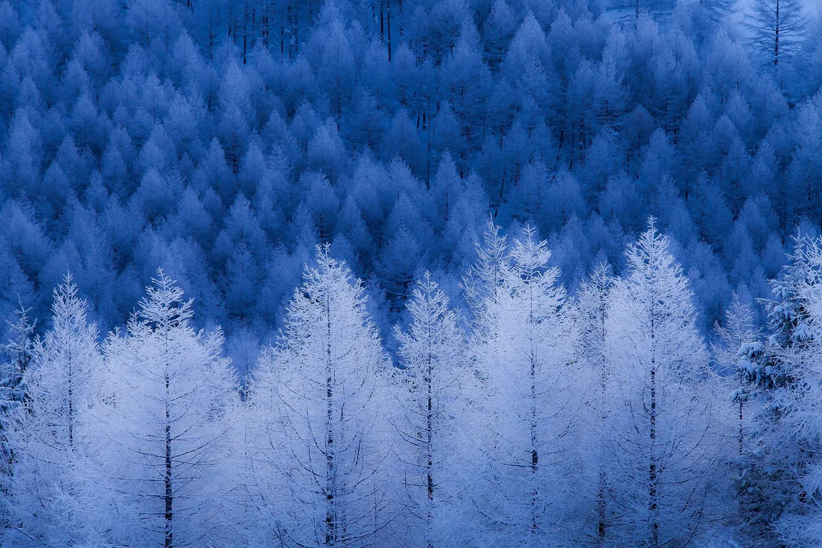 投稿写真：カラマツ霧氷