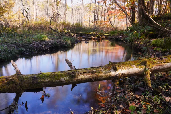 投稿：ポロト自然林の晩秋（紅葉）