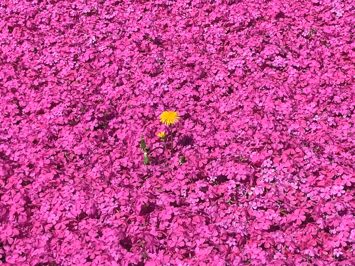 投稿写真：囲まれて