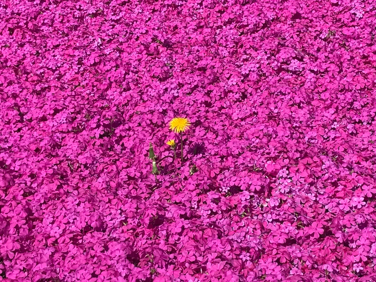 投稿写真：囲まれて