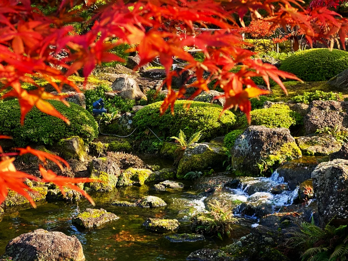 投稿写真：由志園の紅葉