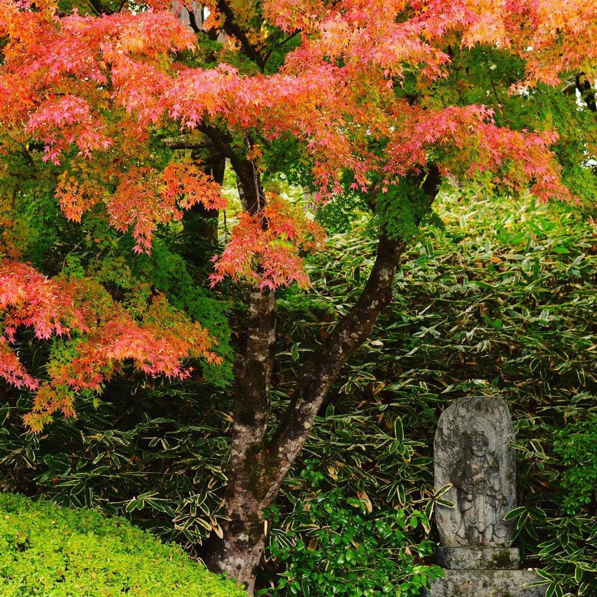 投稿写真：日本昔話の秋