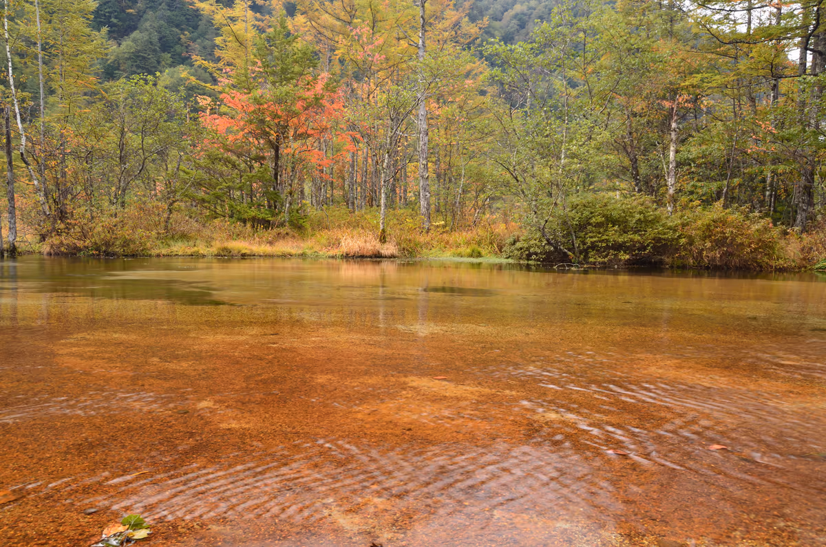 投稿写真：田代池紅葉