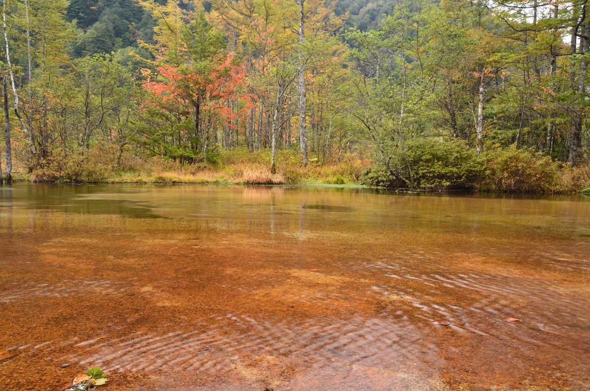 投稿写真：田代池紅葉
