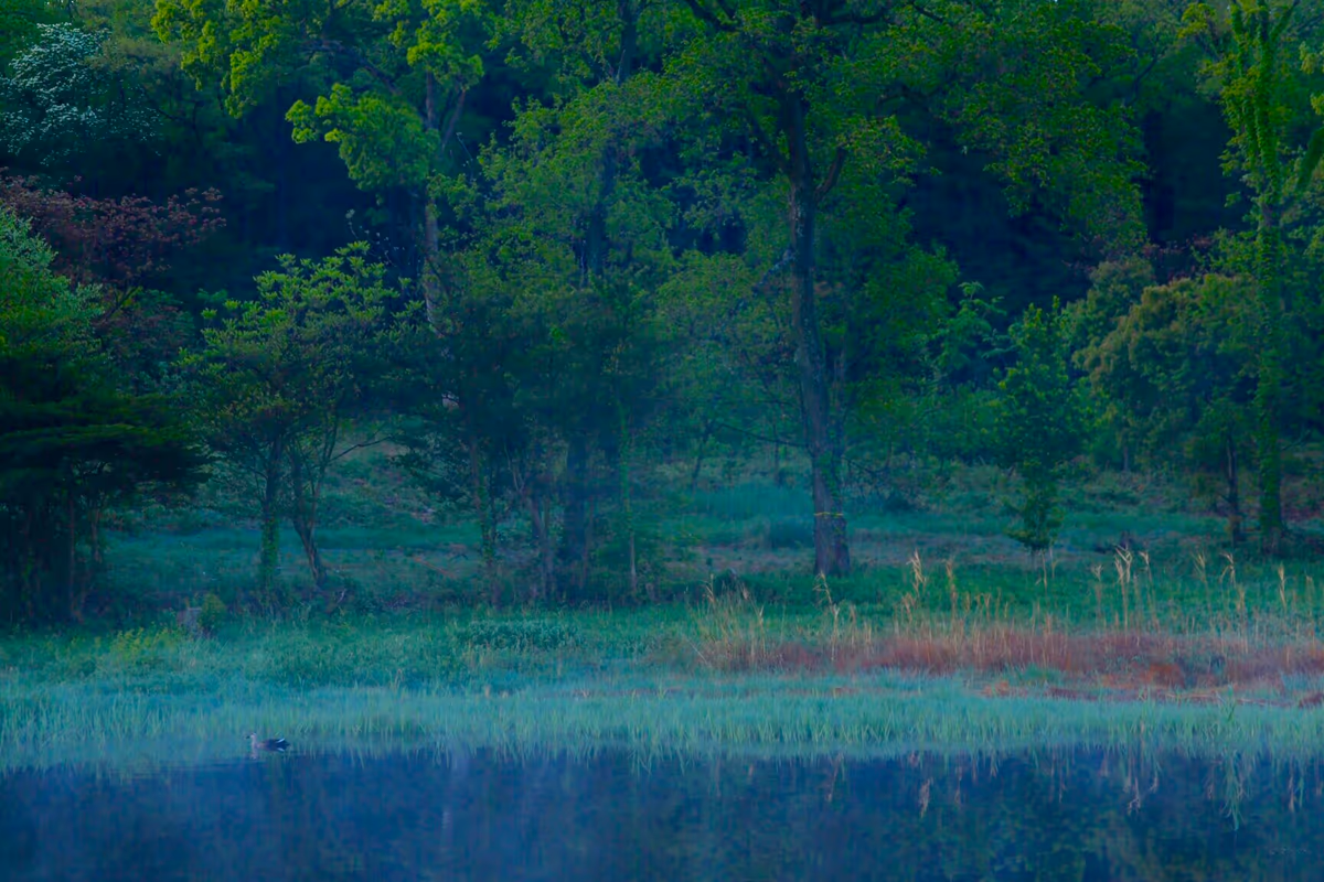 投稿写真：幻想の森