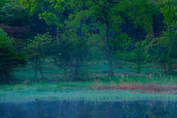 投稿：幻想の森