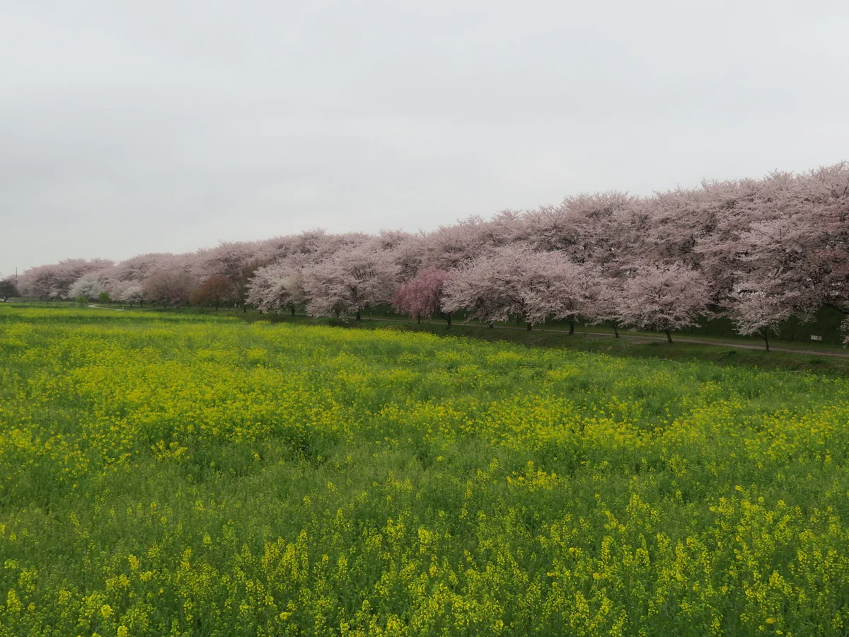 投稿写真：幸手権現堂公園