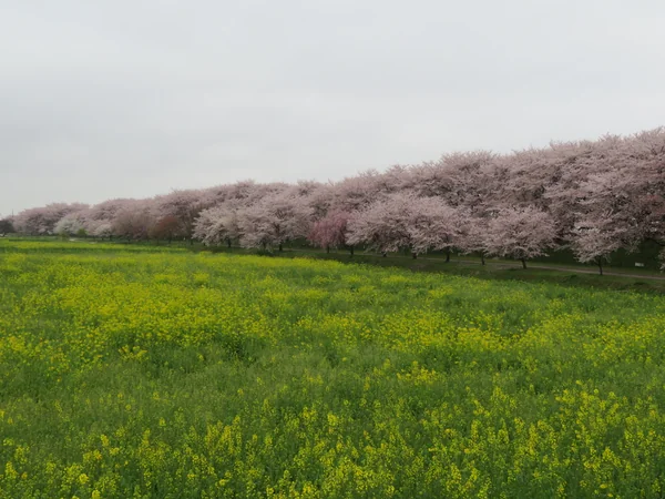 投稿：幸手権現堂公園