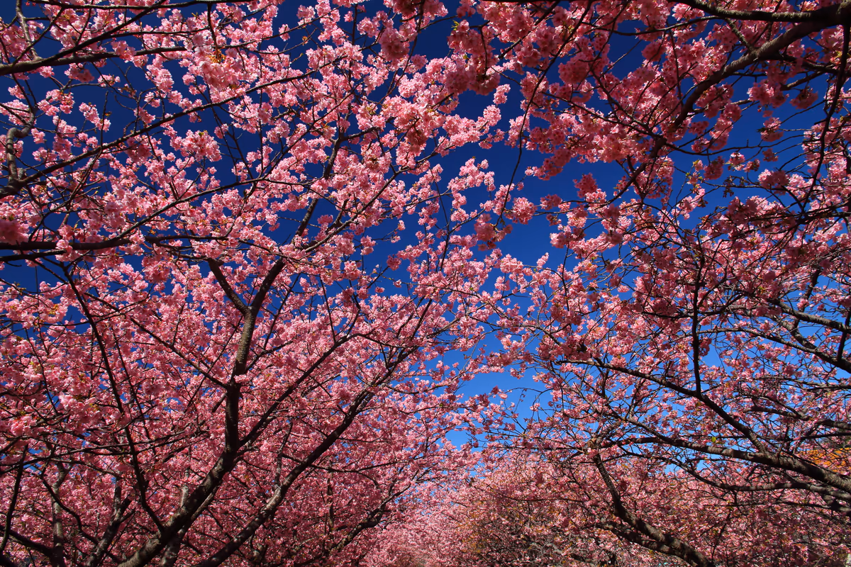 投稿写真：河津桜並木