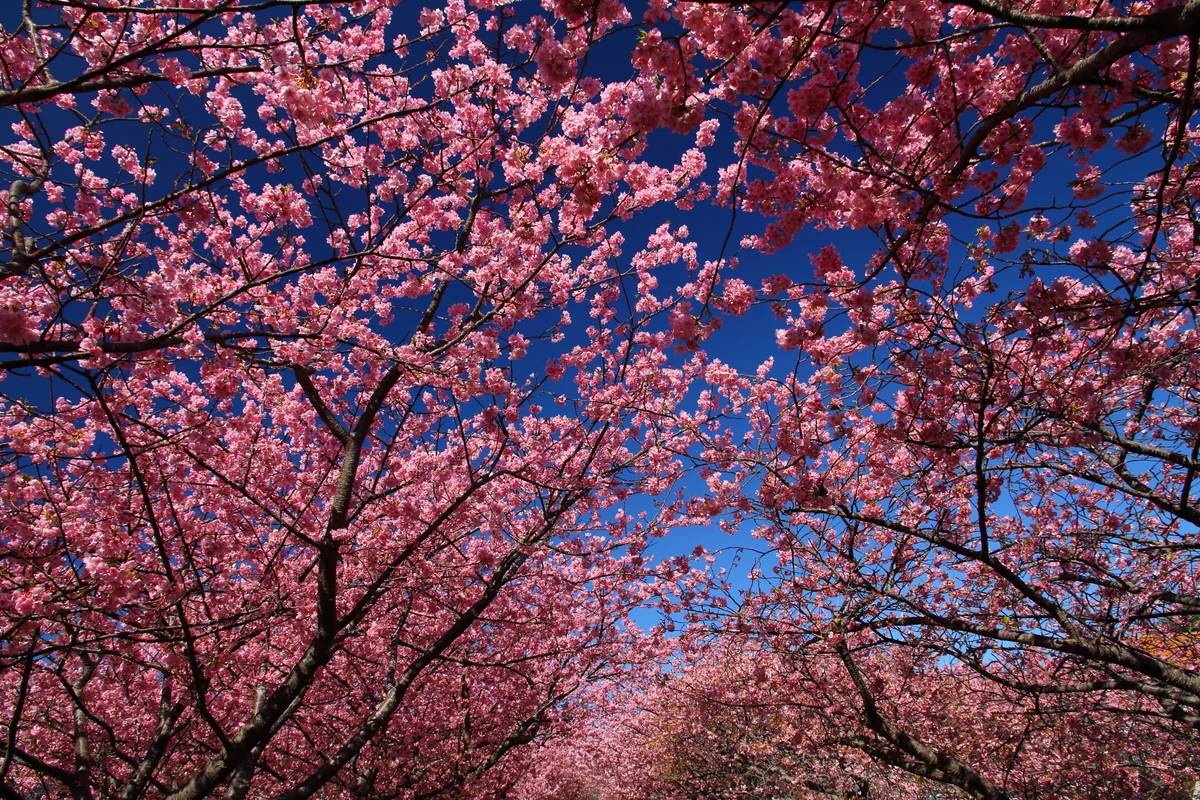 投稿写真：河津桜並木