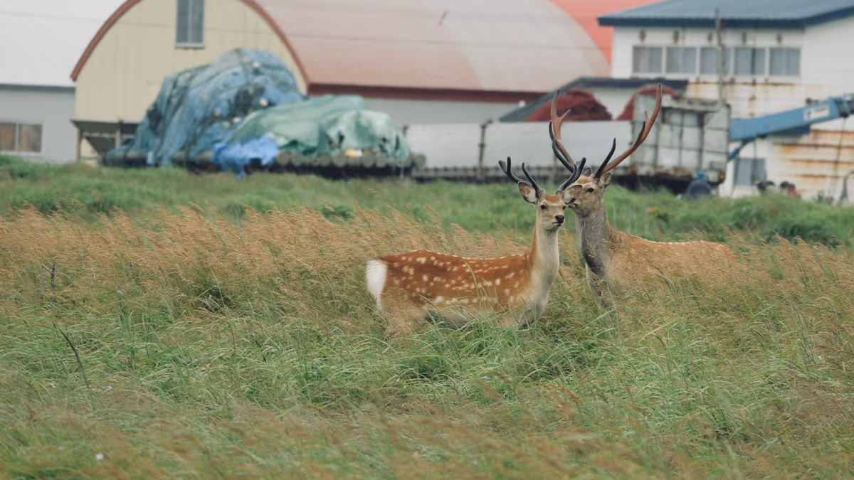 投稿写真：北海道は鹿がたくさん。