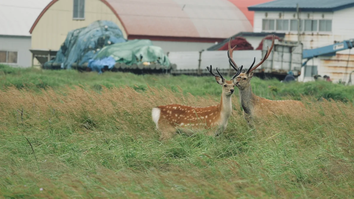 投稿写真：北海道は鹿がたくさん。