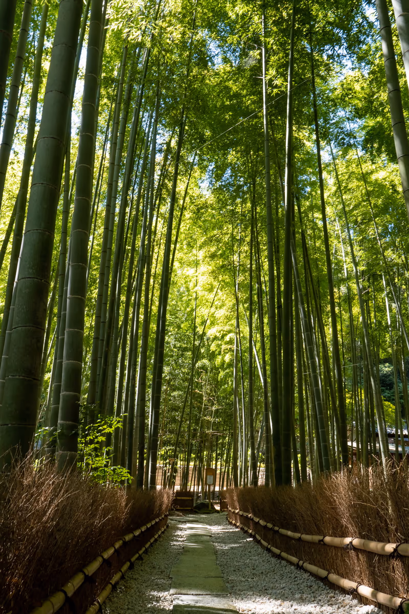 投稿写真：報国寺 竹の庭