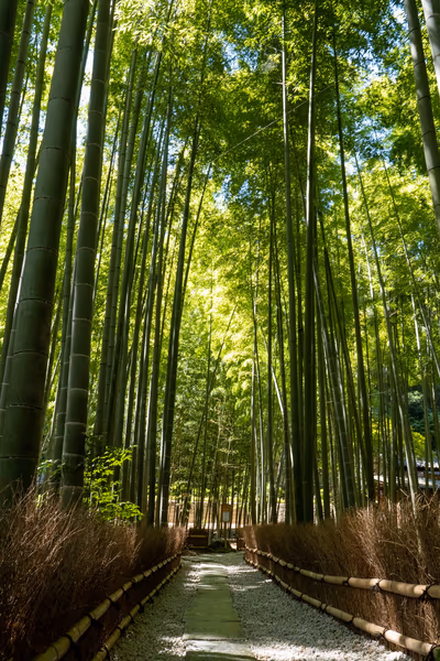 投稿：報国寺 竹の庭