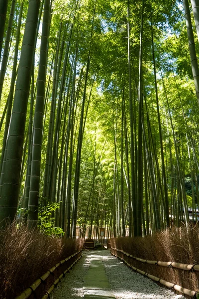 投稿：報国寺 竹の庭