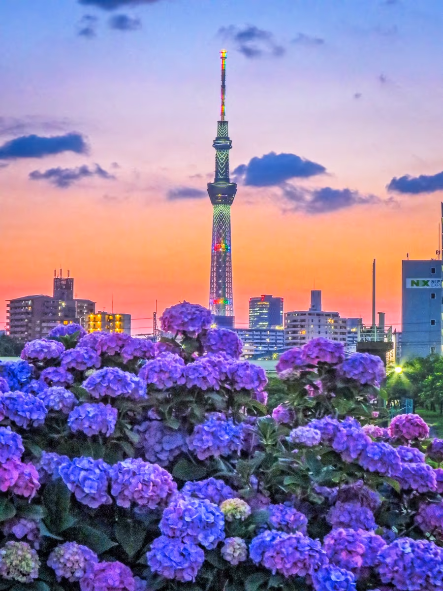 投稿写真：スカイツリーとあじさい