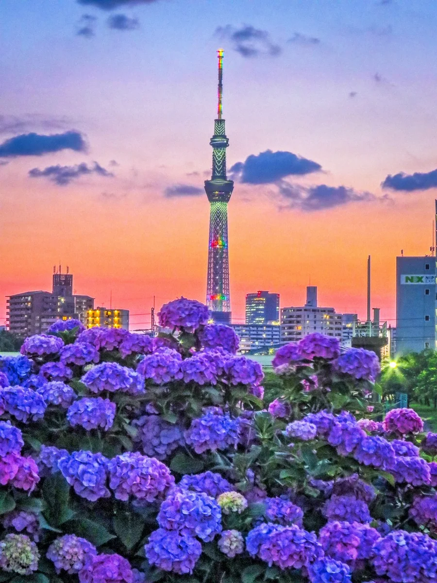 投稿写真：スカイツリーとあじさい