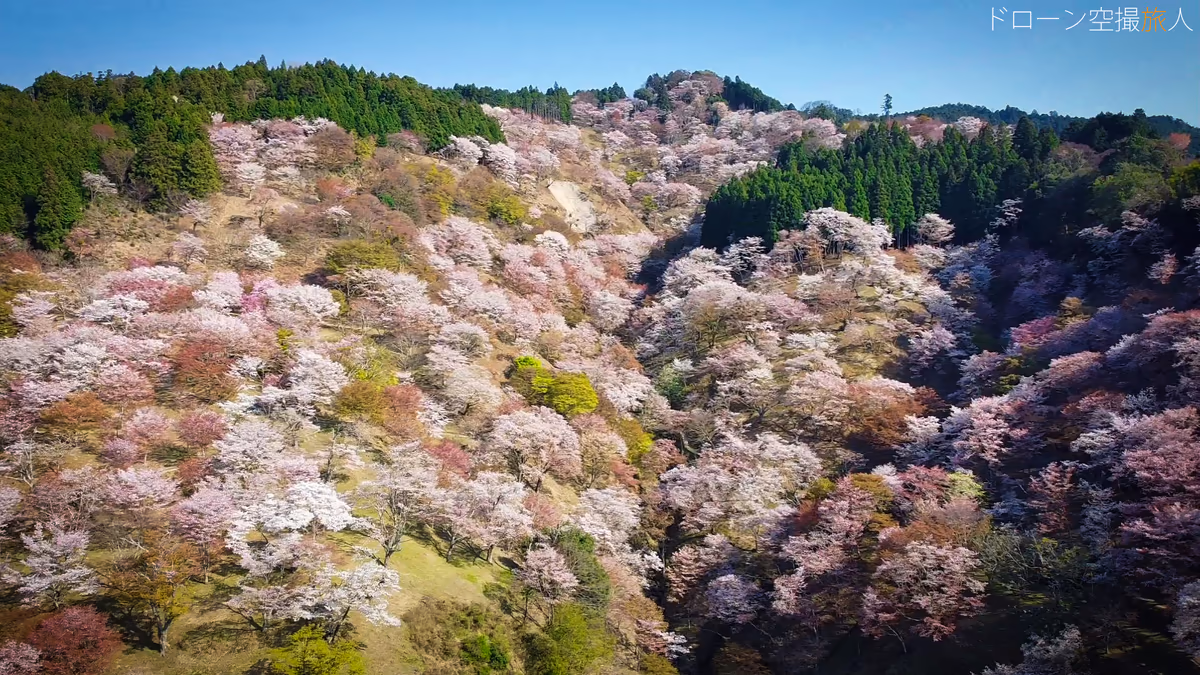 投稿写真：吉野千本桜