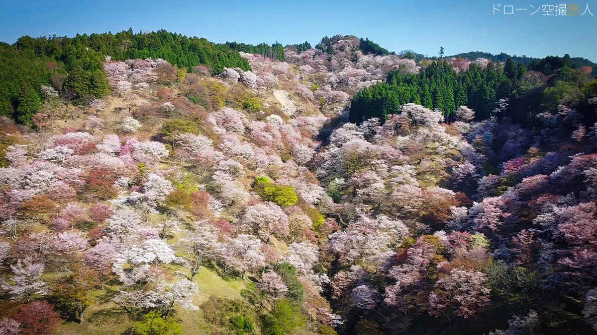 投稿写真：吉野千本桜