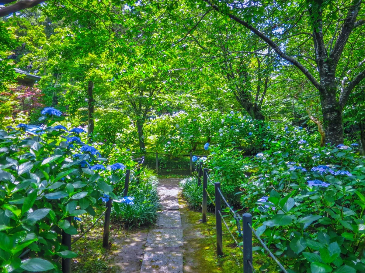 投稿写真：あじさいと新緑の小路