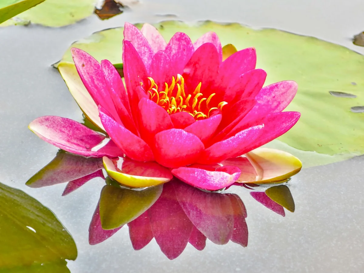 投稿写真：スイレンのリフレクション