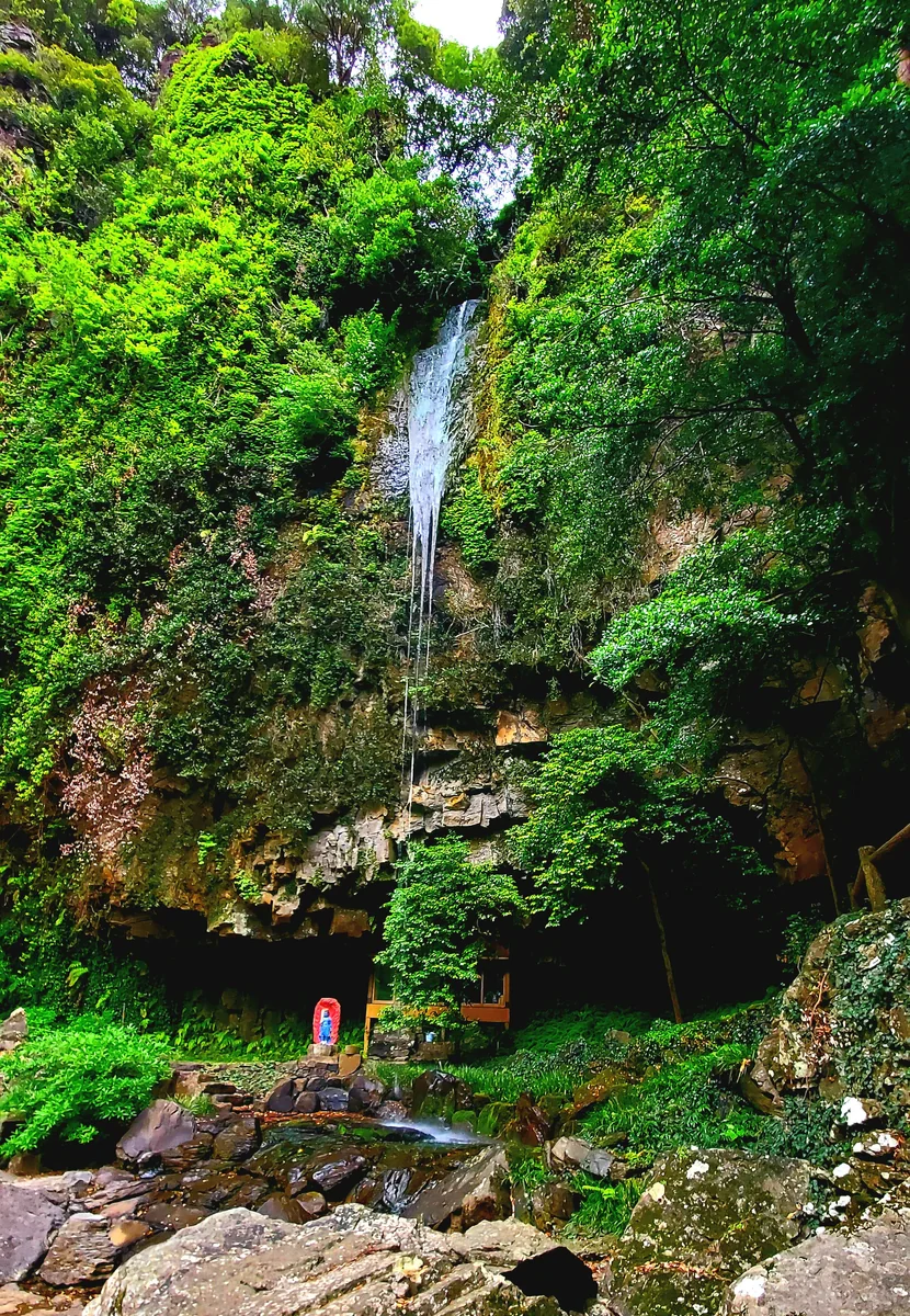 投稿写真：ジャングルみたい