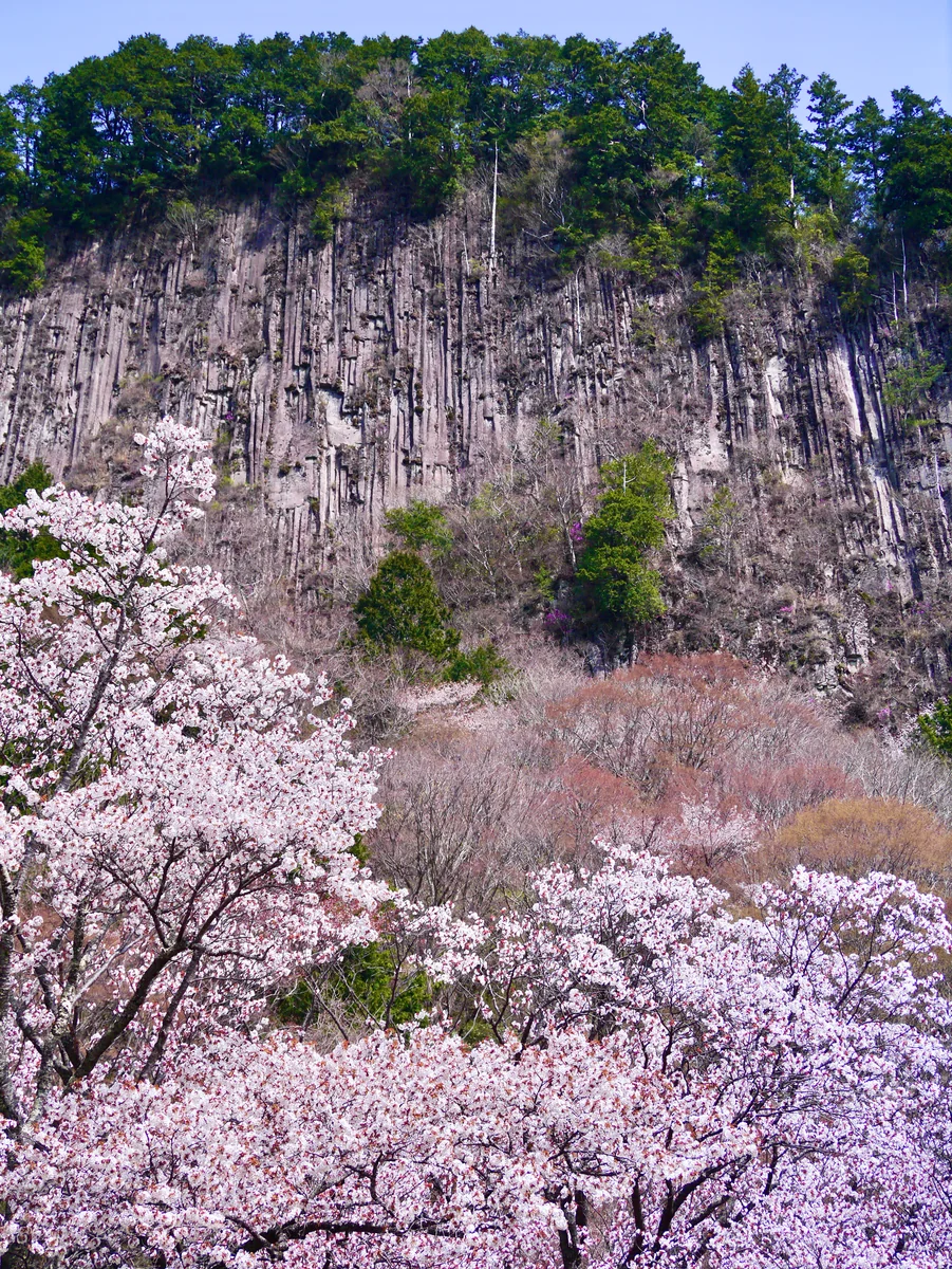 投稿写真：奈良で一番最後に咲く桜スポット🌸屏風岩公苑