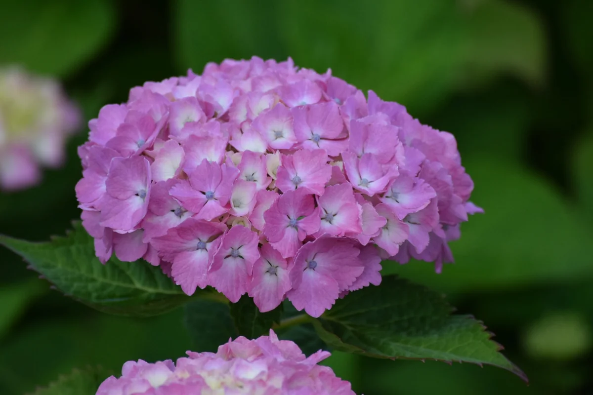 投稿写真：紫陽花パート4