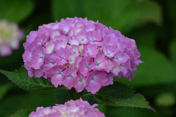 投稿：紫陽花パート4