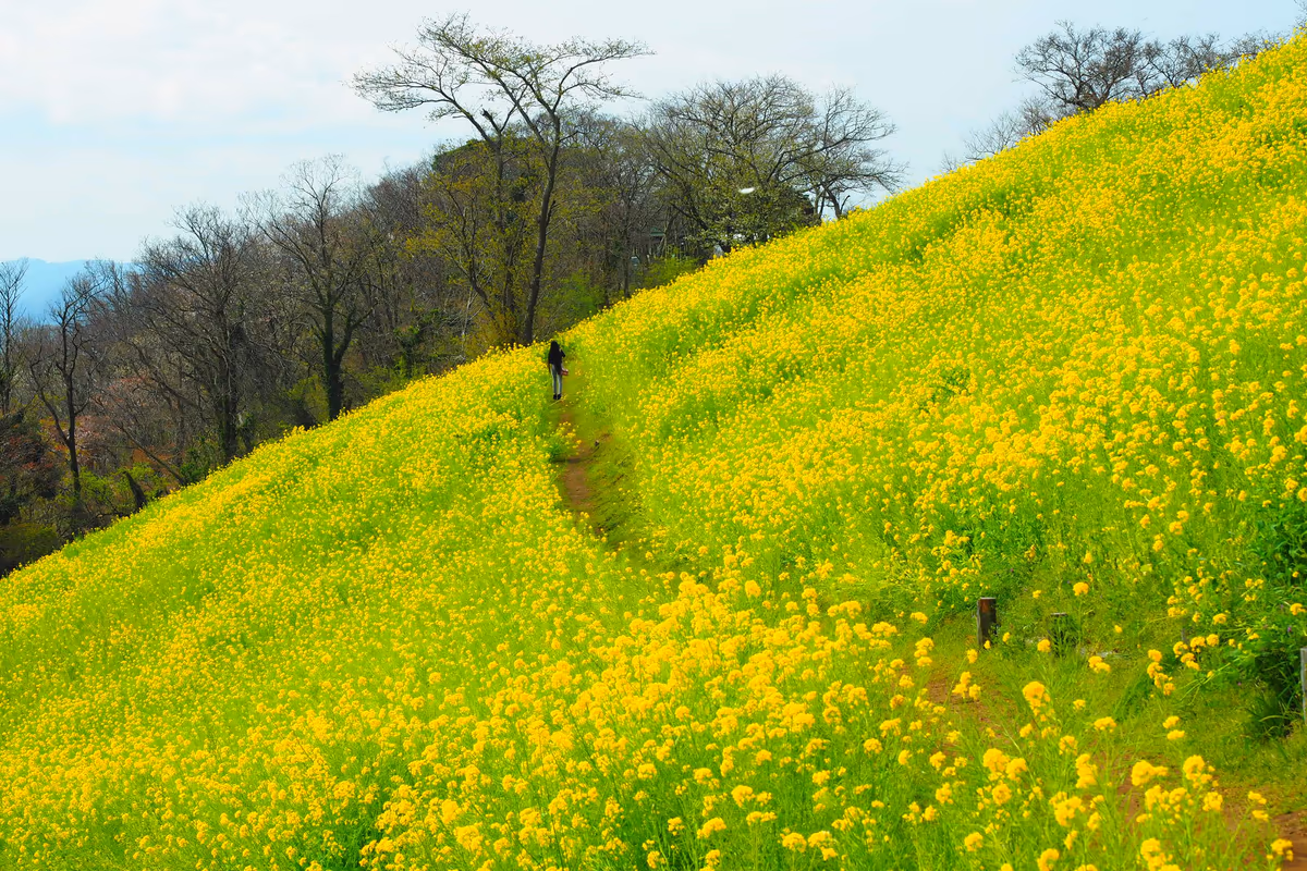 投稿写真：菜の花に囲まれた
