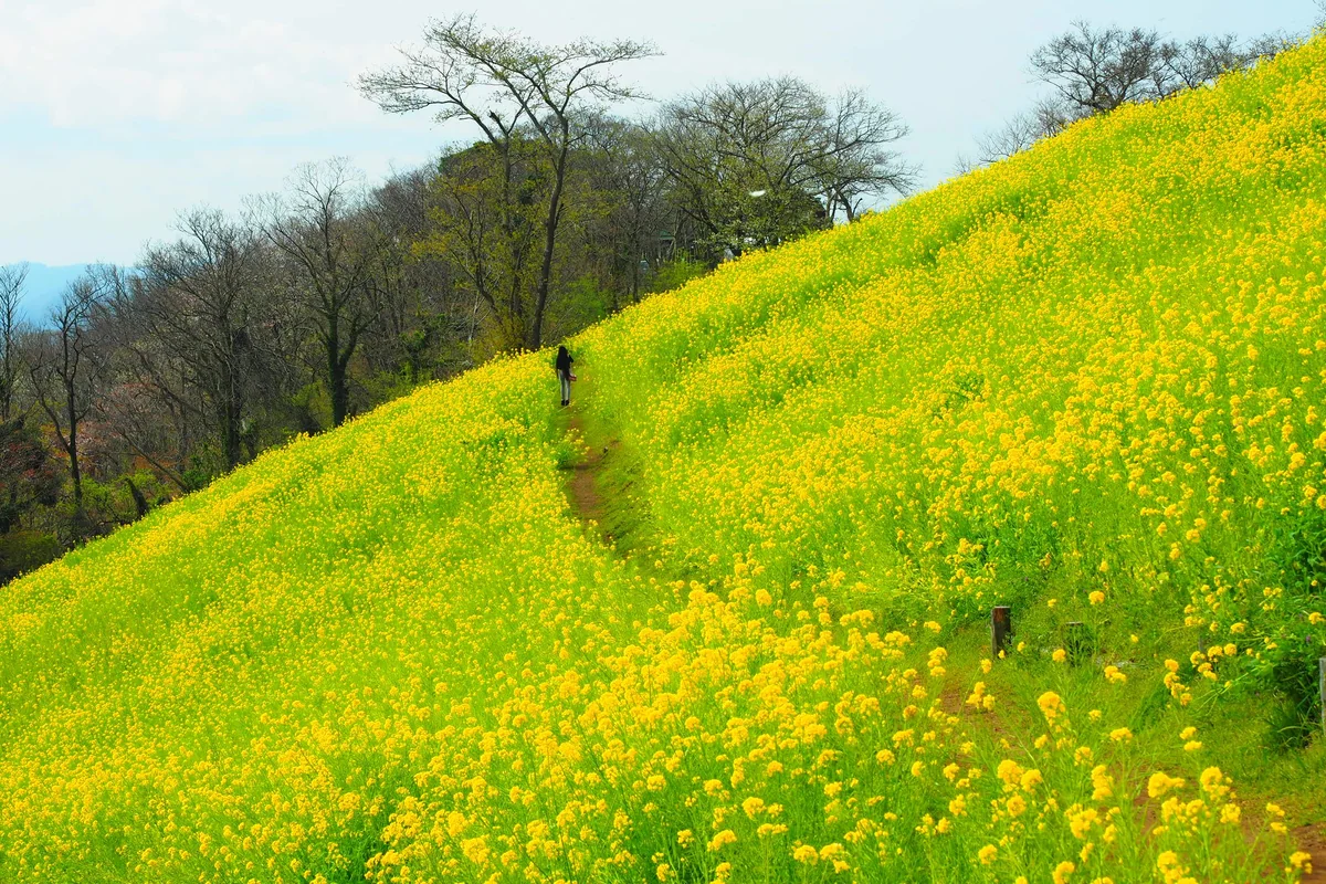 投稿写真：菜の花に囲まれた